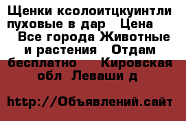 Щенки ксолоитцкуинтли пуховые в дар › Цена ­ 1 - Все города Животные и растения » Отдам бесплатно   . Кировская обл.,Леваши д.